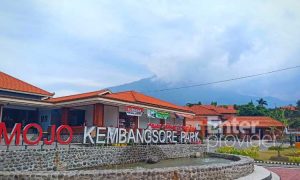 Mojo kembangsore Park Pacet