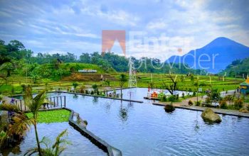 Wisata Sawah Sumber Gempong Trawas Mojokerto